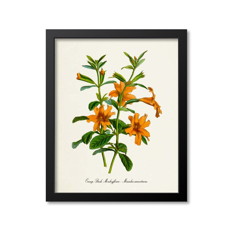 Orange Bush Monkeyflower Art Print - Mimulus aurantiacus