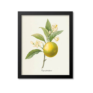 Orange Botanical Print
