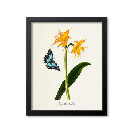 Orange Barbados Lily Flower Art Print