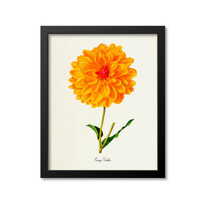 Orange Dahlia Flower Art Print