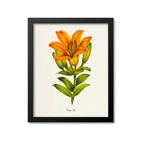 Orange Lily Flower Art Print