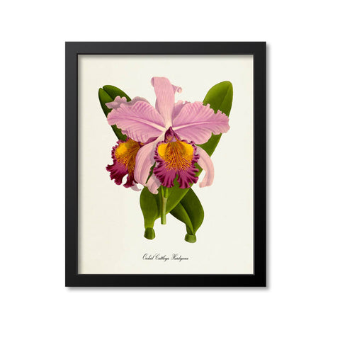 Orchid Cattleya Hardyana Flower Art Print