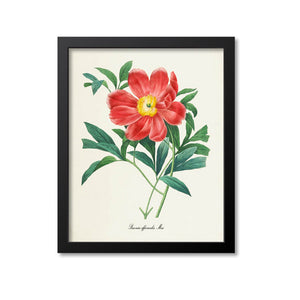Peony Flower Art Print, Red, Paeonia officinalis Mas