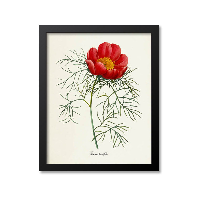 Peony Flower Art Print, Red, Paeonia tenuifolia