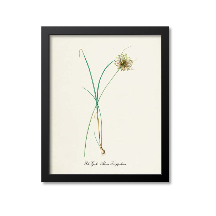 Pale Garlic Botanical Print