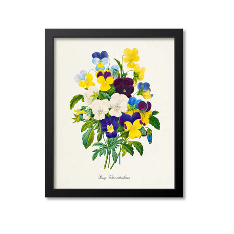 Pansy Flower Art Print