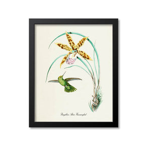 Panychlora Alicia Hummingbird Print