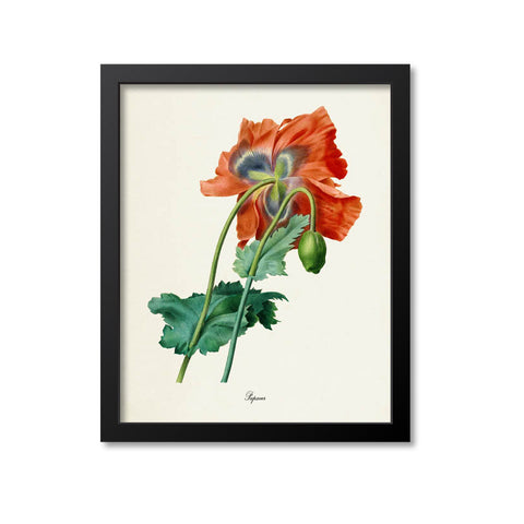 Poppy Flower Art Print, Papaver