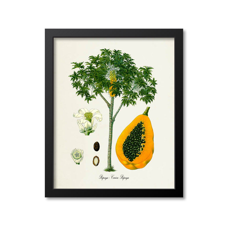 Papaya Botanical Print