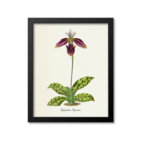 Paphiopedilum Purpuratum Orchid Flower Art Print