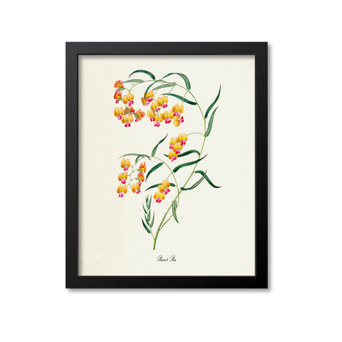 Parrot Pea Flower Art Print
