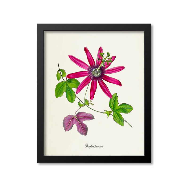 Passiflora kermesina Flower Art Print