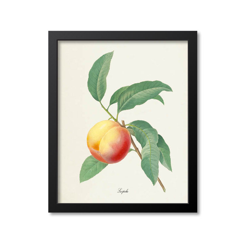 Peach Botanical Print
