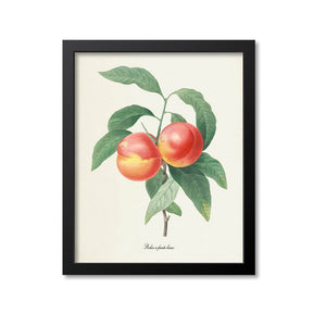 Peaches Botanical Print