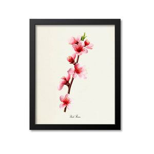 Peach Flower Art Print
