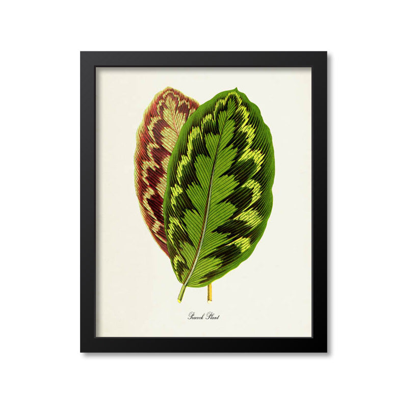 Peacock Plant Art Print