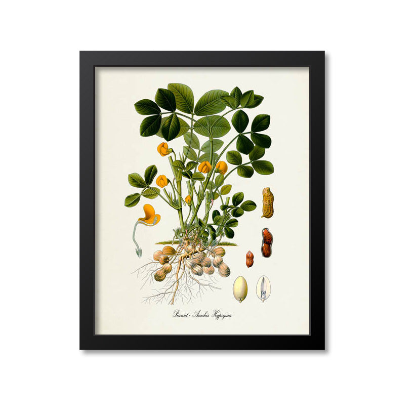 Peanut Botanical Print