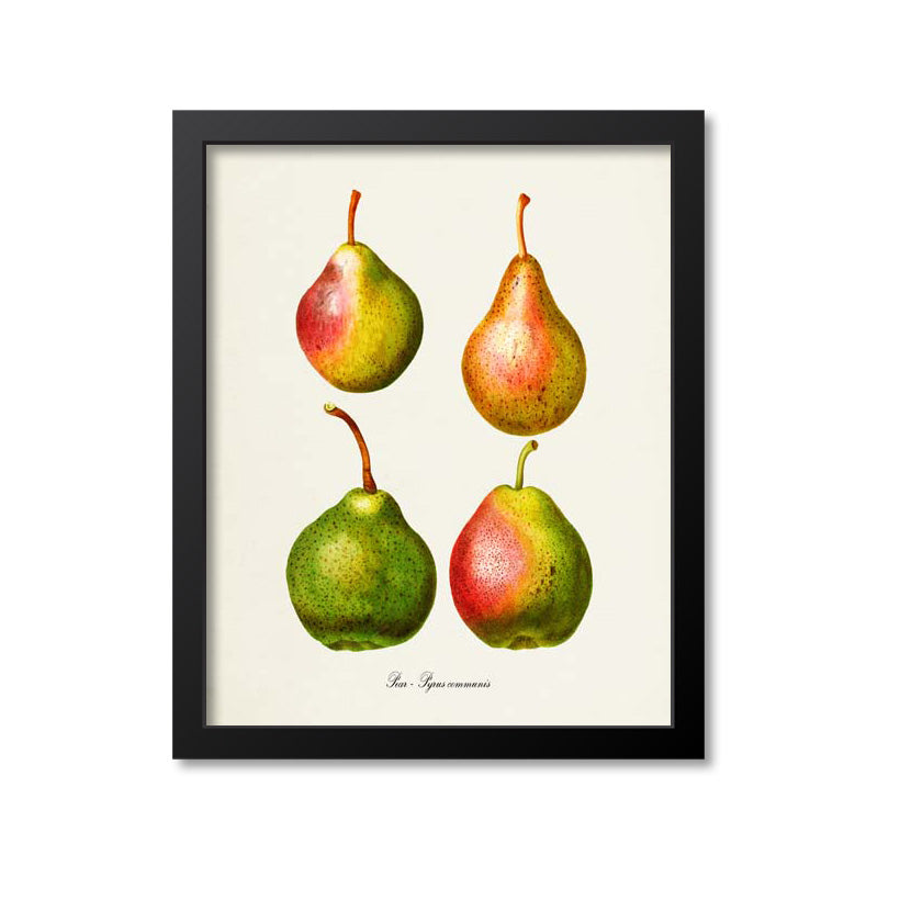 Pear Botanical Print, Pyrus communis
