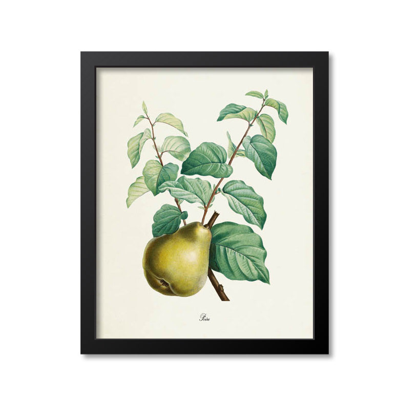 Pear Botanical Print, Poire