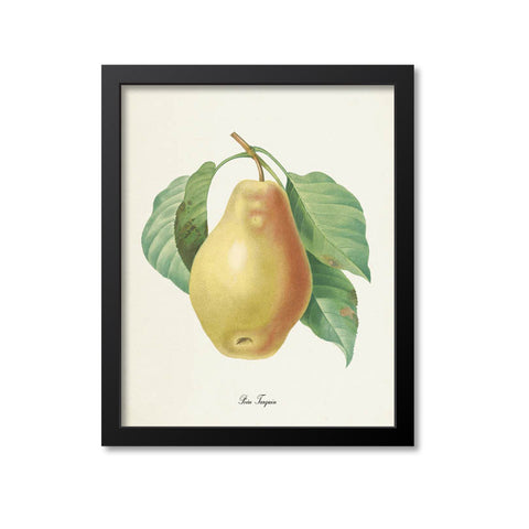 Pear Botanical Print, Poire Tarquin