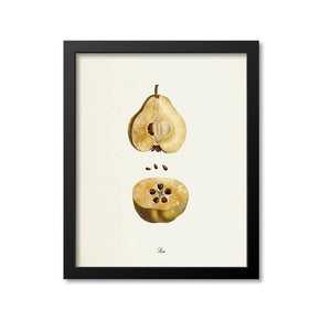 Pear Botanical Print, Seeds