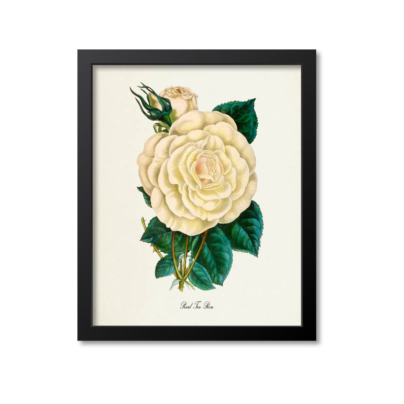 Pearl Tea Rose Flower Art Print