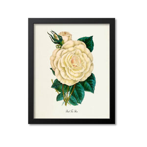 Pearl Tea Rose Flower Art Print