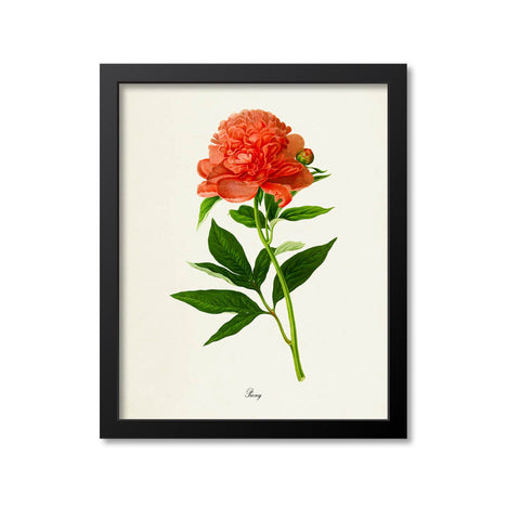 Peony Flower Art Print, Red