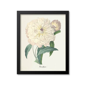 Peony Flower Art Print, White, Paeonia flagrans