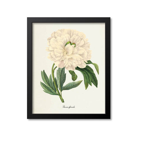 Peony Flower Art Print, White, Paeonia officinalis