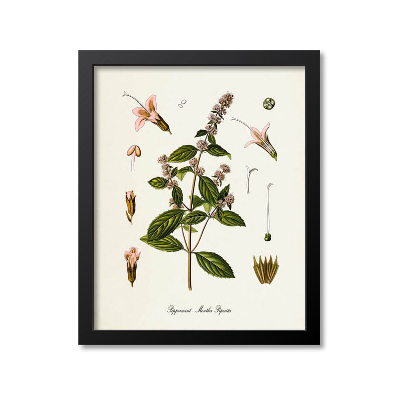 Peppermint Botanical Print