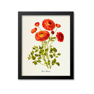 Persian buttercup Botanical Print, Orange