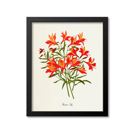 Peruvian Lily Flower Art Print