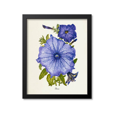 Petunia Flower Art Print