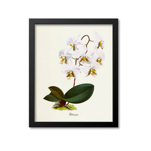 Phalaenopsis Moth Orchid Flower Art Print