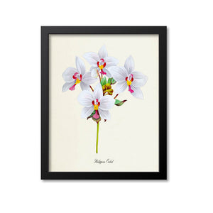 Philippine Orchid Flower Art Print