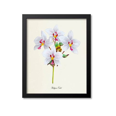 Philippine Orchid Flower Art Print