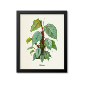 philodendron print Philodendron Art Print Mounted Canvas 24x30