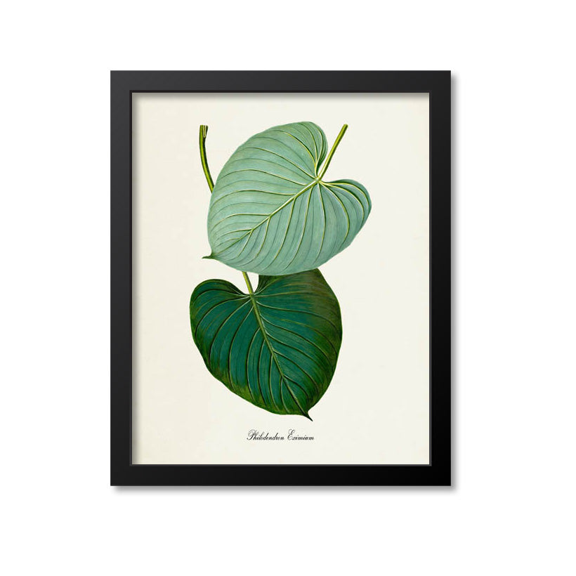 Philodendron Art Print, Philodendron Eximium
