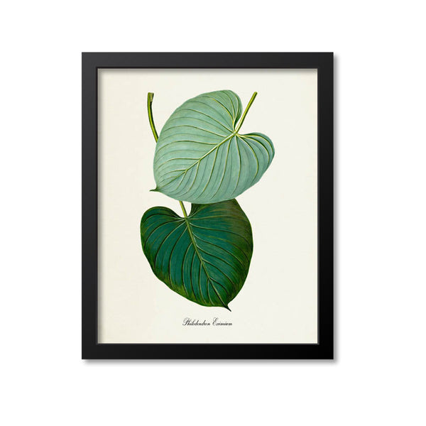 eximium philodendron Philodendron Art Print, Philodendron Eximium Mounted Canvas 24x30