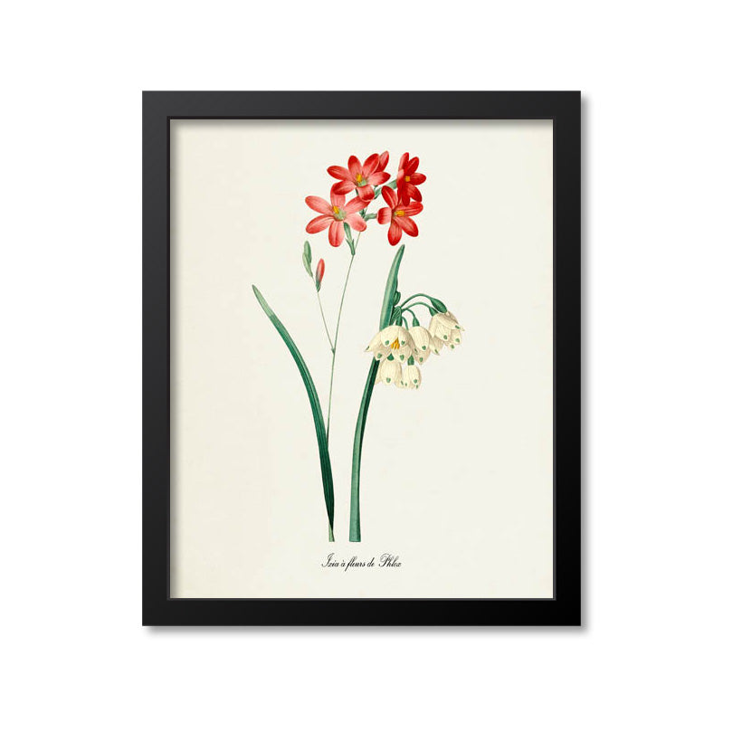 Summer Snowflake Flower Art Print