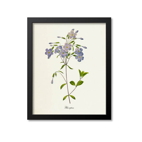 Phlox Flower Art Print