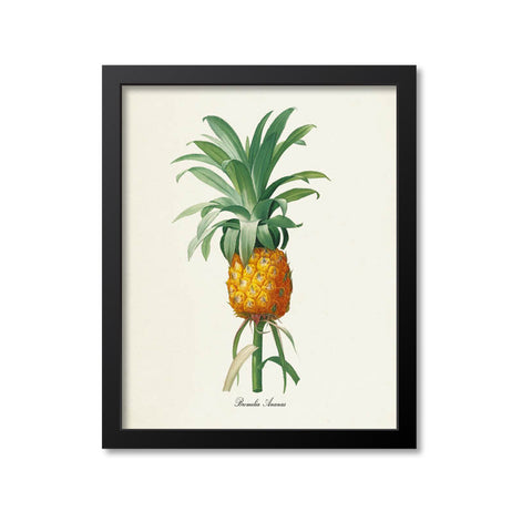 Pineapple Botanical Print