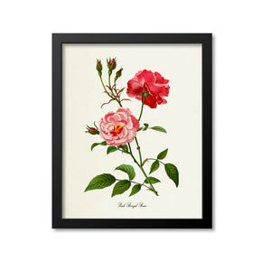 Pink Bengal Roses Flower Art Print