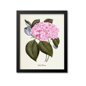Bigleaf Hydrangea Flower Art Print, Pink