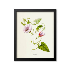 Bindweed Flower Art Print, Morning Glory