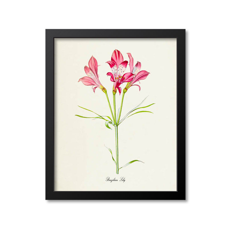 Pink Brazilian Lily Flower Art Print