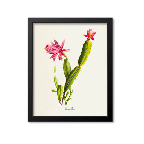Pink Cactus Art Print