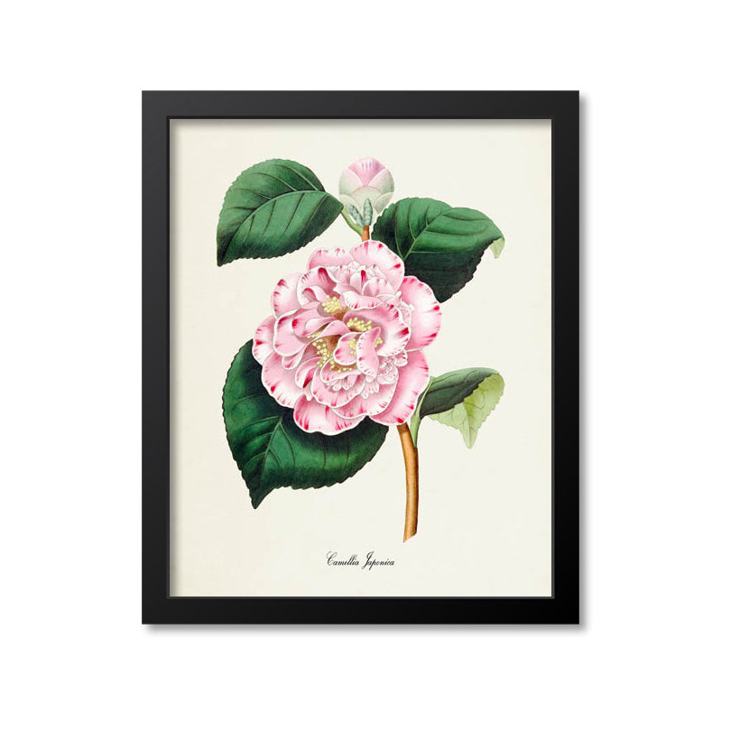 Camellia Japonica Flower Art Print, Pink