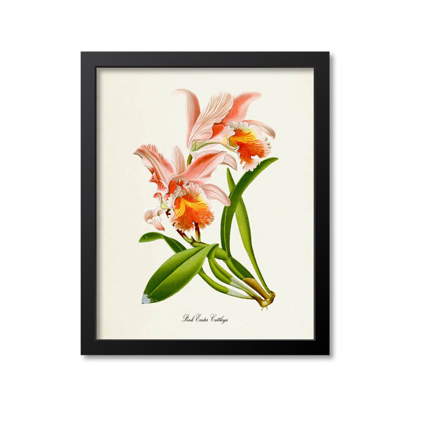 Pink Easter Cattleya Flower Art Print